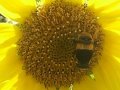 密を集めにやってきたハチ