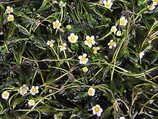 梅花藻 花の群れ
