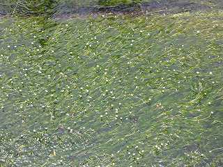 梅花藻 花の群れ
