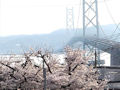 桜と橋 3