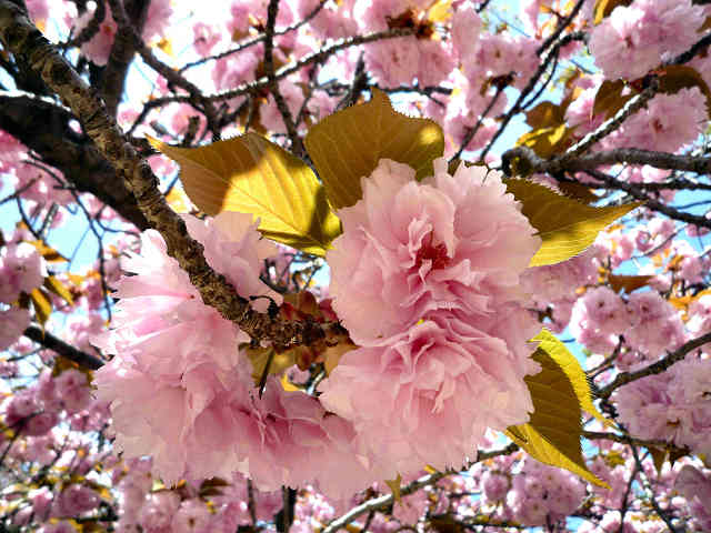 神戸護国神社の桜
