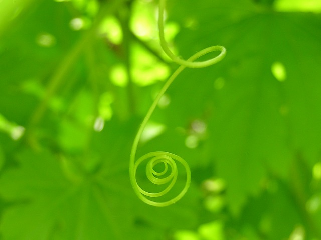 緑の渦巻き