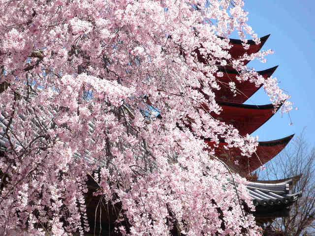 厳島神社の桜