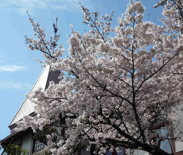 桜咲く風見鶏の館