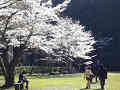 熊野本宮大社の桜