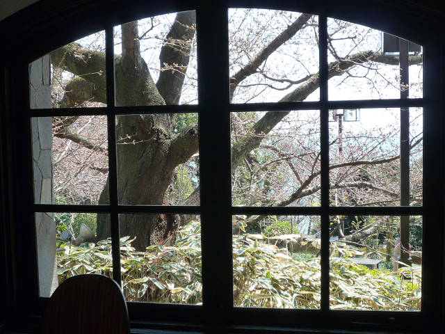 窓越しに桜の巨木を見る