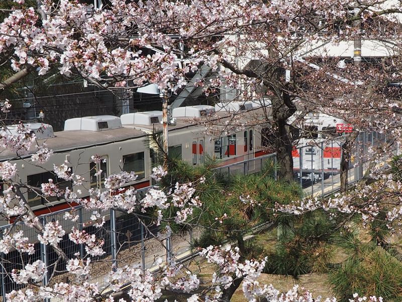 須磨浦公園の桜