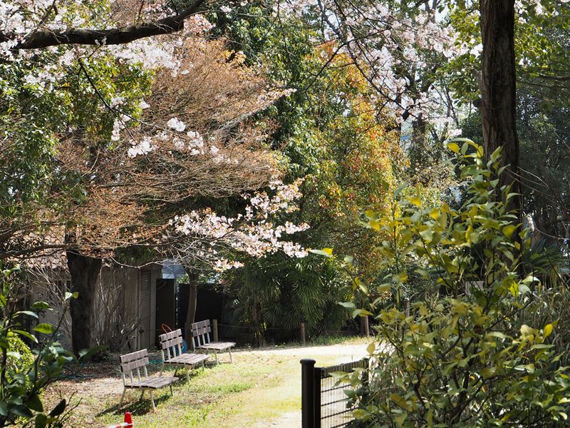 須磨離宮公園の桜