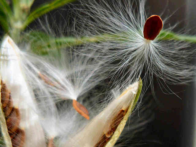 唐棉の種子