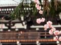 東福寺三門と梅