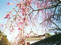 龍野城址の桜