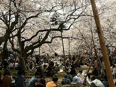 桜の下で弁当を広げる人たち１