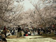 桜の下で弁当を広げる人たち２