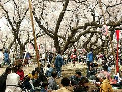桜の下で弁当を広げる人たち３