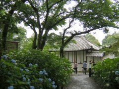 矢田寺のアジサイ
