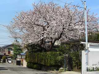 住宅の桜2