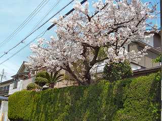 住宅の桜3