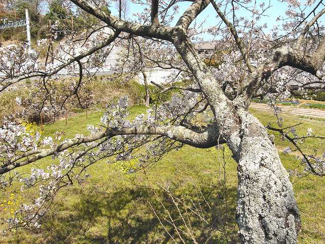 古い桜の木　 松原城址の近くで撮影
