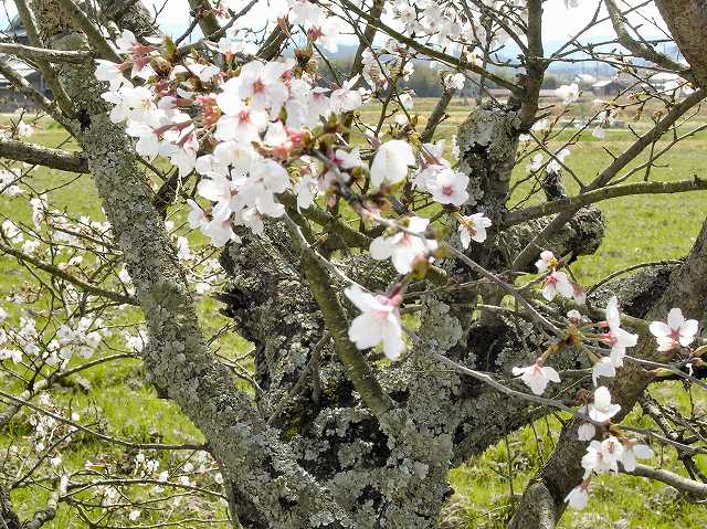 古い桜の木　 塩田八幡宮の参道で撮影