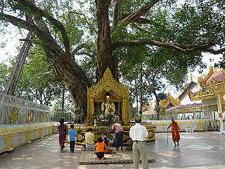 菩提樹の根元に祀られた仏像
