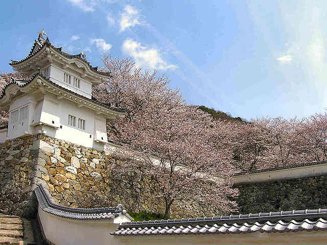 隅櫓と桜